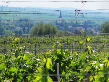 weingenuss lust, rotwein