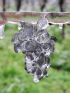 EISwein