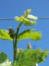 Weinblüte
